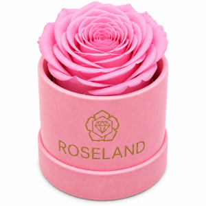 Mini Βελούδινη Καπελιέρα με Forever Rose