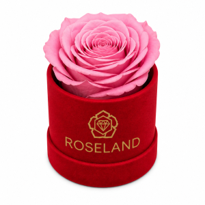 Mini Βελούδινη Καπελιέρα με Forever Rose