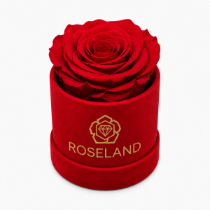 Mini Βελούδινη Καπελιέρα με Forever Rose